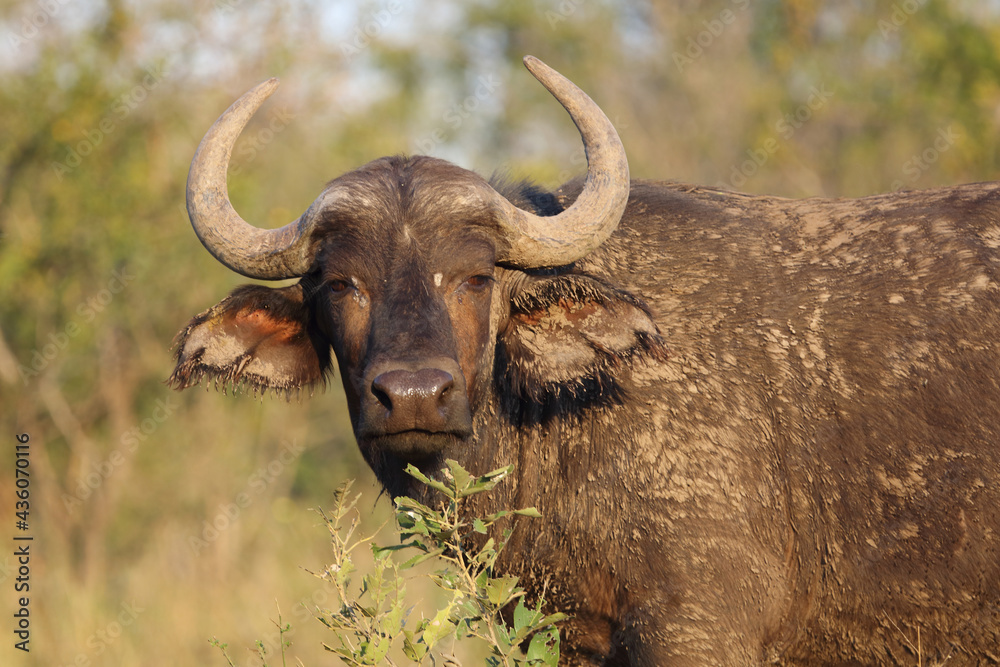 Naklejka premium Kaffernbüffel / African buffalo / Syncerus caffer