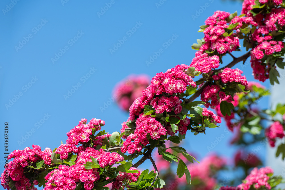 Pink blühender Rotdorn Baum im Sommer