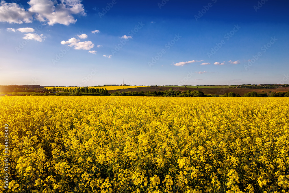 Rapeseed, canola or colza field in Latin Brassica Napus with beautiful clouds on sky, rape seed is plant for green energy and oil industry, springtime golden flowering field Rapeseed, canola or colza field in Latin Brassica Napus with beautiful clouds on sky, rape seed is plant for green energy and oil industry, springtime golden flowering field