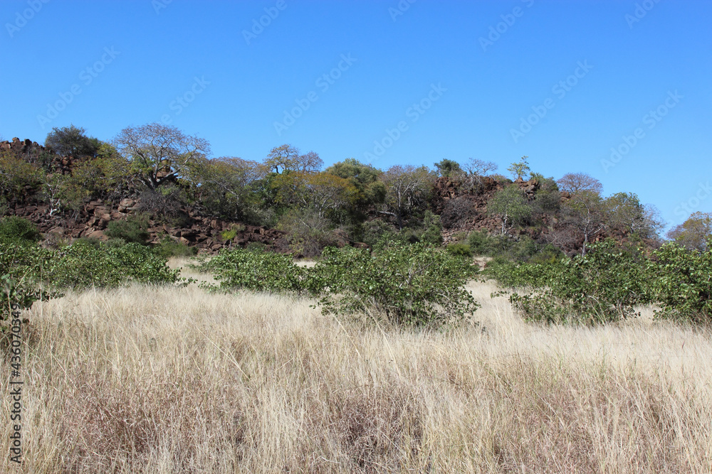 Krüger Park - Afrikanischer Busch / Kruger Park - African bush / Krüger Park - Afrikanischer Busch / Kruger Park - African bush /