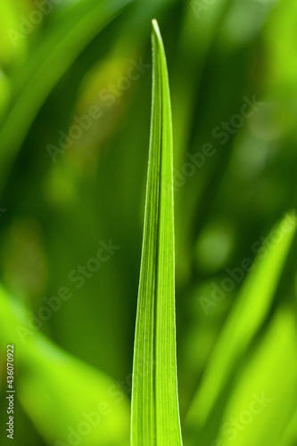 Close-up on a green leaf