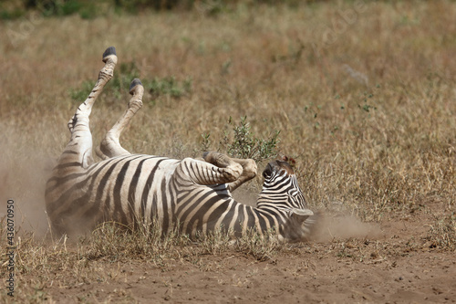 Steppenzebra   Burchell s zebra   Equus burchellii