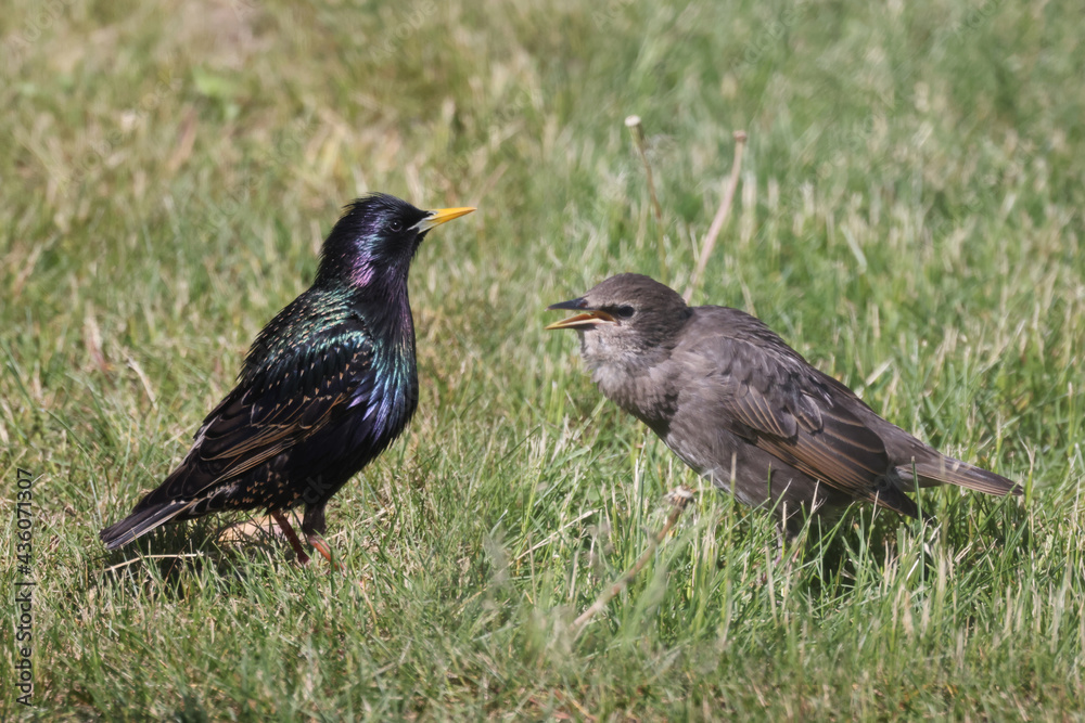 Baby European Starlings following mother begging for food. Some are now starting to look for their own food. Crucial survival skill. on lawn and branch Baby European Starlings following mother begging for food. Some are now starting to look for their own food. Crucial survival skill. on lawn and branch