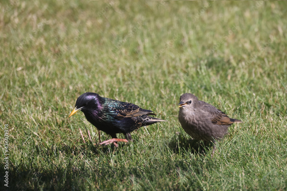 Obraz premium Baby European Starlings following mother begging for food. Some are now starting to look for their own food. Crucial survival skill. on lawn and branch
