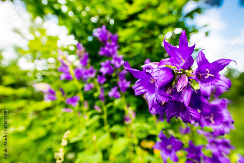 Fototapeta Naklejka Na Ścianę i Meble -  Bluebells in the garden
