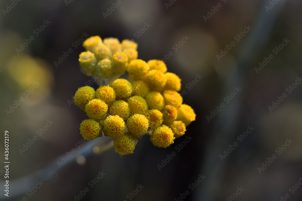 Detail of yellow flowers of immortelle or everlasting (Helichrysum arenaria) illuminated by evening light Detail of yellow flowers of immortelle or everlasting (Helichrysum arenaria) illuminated by evening light