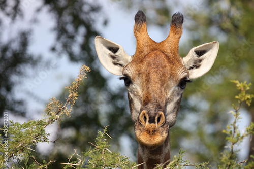 Photography Giraffe / Giraffe / Giraffa Camelopardalis