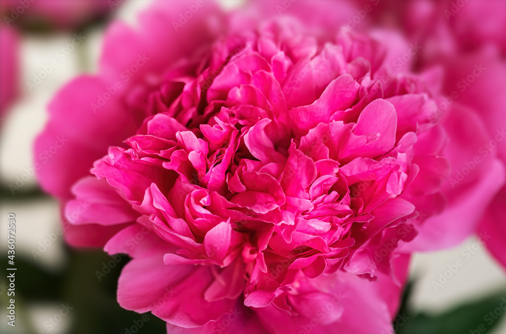 pink peonie flower on light background pink peonie flower on light background