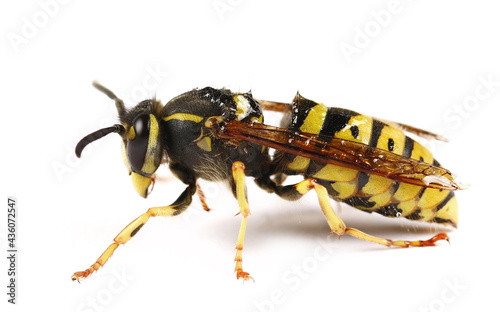 Common wasp, Vespula vulgaris isolated on white background, side view © dule964
