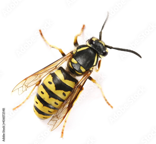 Common wasp, Vespula vulgaris isolated on white background, top view photo