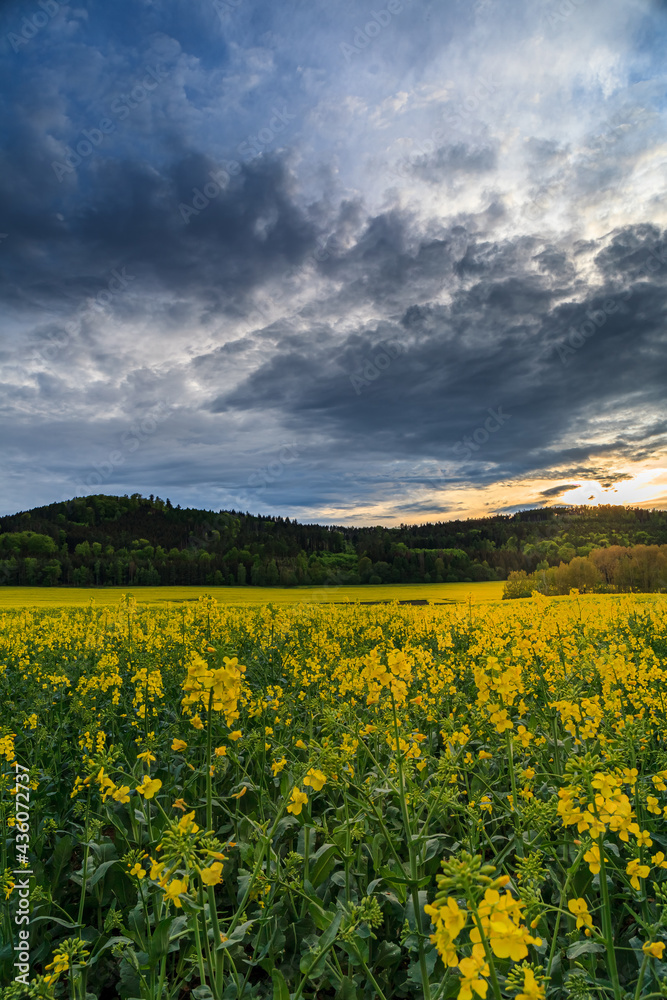 Green meadow under blue sky with clouds and storm Green meadow under blue sky with clouds and storm
