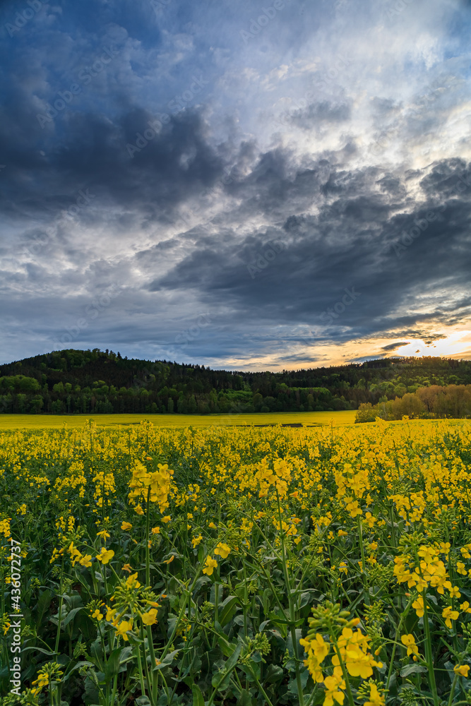 Green meadow under blue sky with clouds and storm