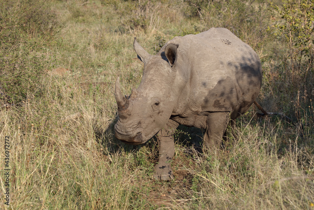 Breitmaulnashorn / Square-lipped rhinoceros / Ceratotherium Simum Breitmaulnashorn / Square-lipped rhinoceros / Ceratotherium Simum