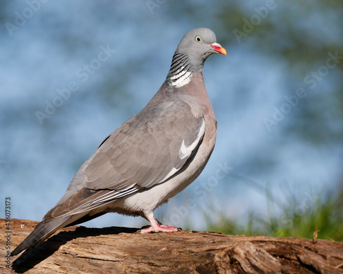 Wood Pigeon  © John Sandoy