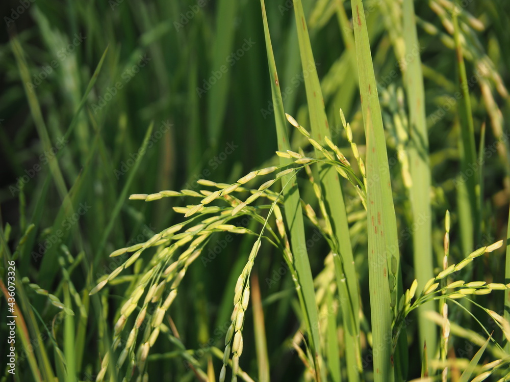 Fresh rice plant on field. Farming Agriculture Harvest Cultivation season. Asia and Thailand 's Economic plant concept. Fresh rice plant on field. Farming Agriculture Harvest Cultivation season. Asia and Thailand 's Economic plant concept.