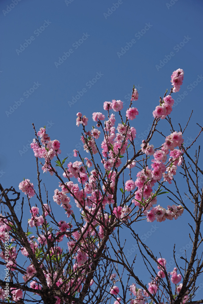 Blooming cherry blossom tree and blue sky