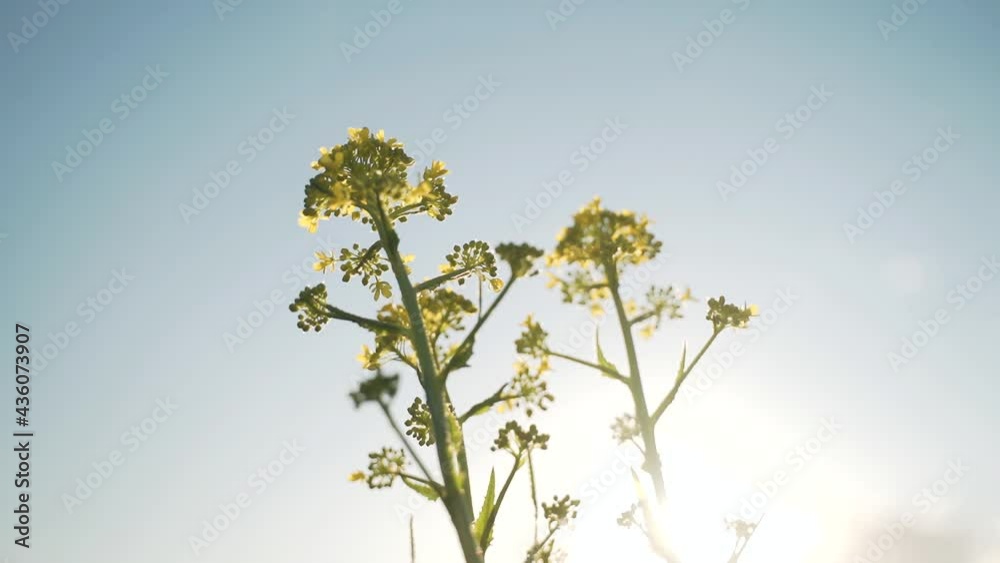 Close up Yellow flowers in a field swaying in the wind Blue sky Rays of the sun Field in dandelions Sunset Creative freedom Slow motion Close up Yellow flowers in a field swaying in the wind Blue sky Rays of the sun Field in dandelions Sunset Creative freedom Slow motion