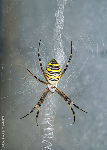 Wasp spider on the web closeup. Colorful yellow spider macro.