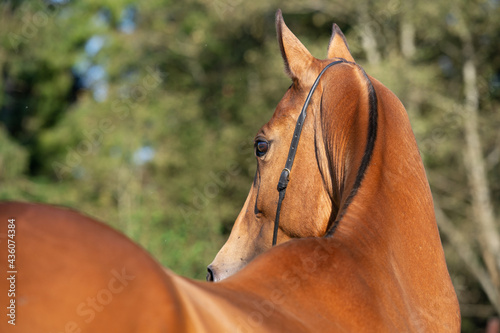 portrait of Akhalteke breed horse. back view. close up