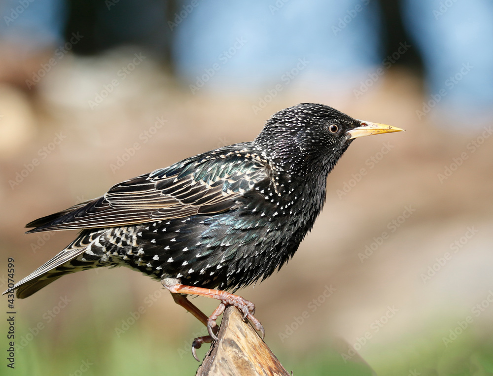 starling starling