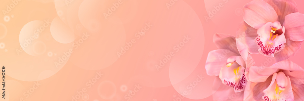 tropical summer background of pink orchids for banner.
