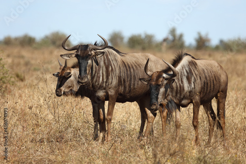 Streifengnu / Blue wildebeest / Connochaetes taurinus...