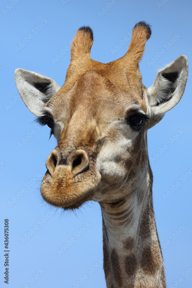Giraffe / Giraffe / Giraffa camelopardalis Giraffe / Giraffe / Giraffa camelopardalis