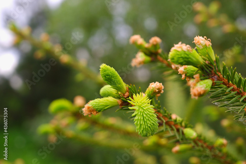 Young, juicy, green shoots on a coniferous tree close-up. The evergreen spruce tree grows intensively in the spring. Narural background in green colors.