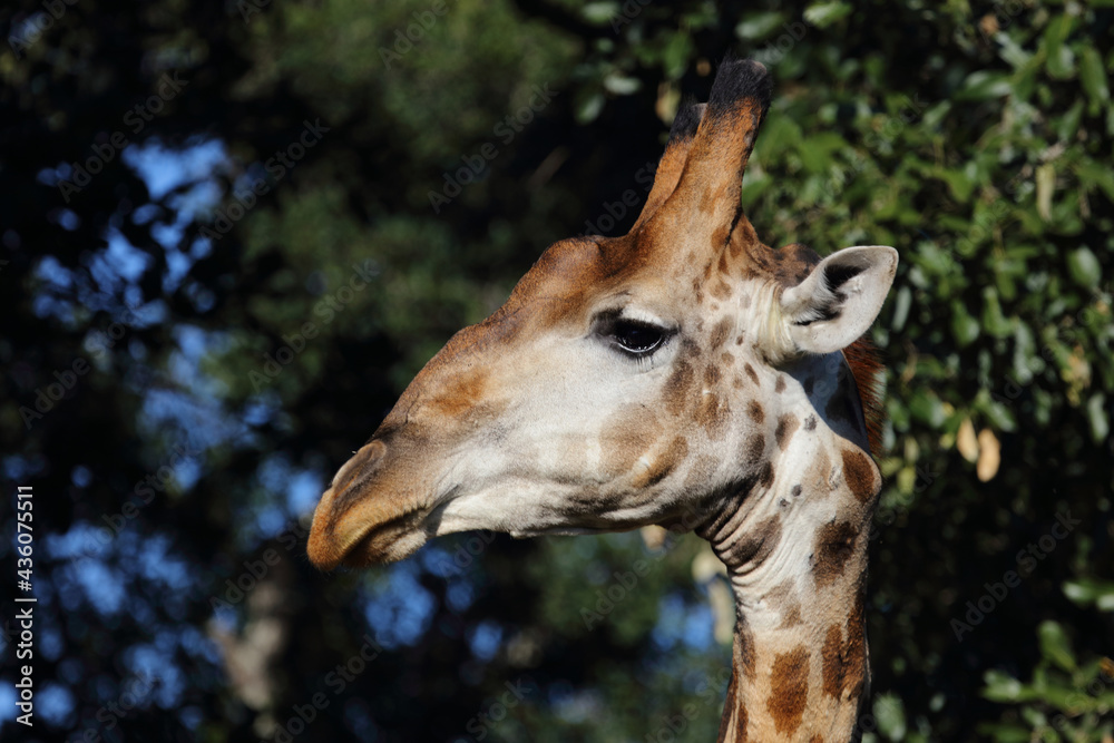 Fototapeta premium Giraffe / Giraffe / Giraffa camelopardalis