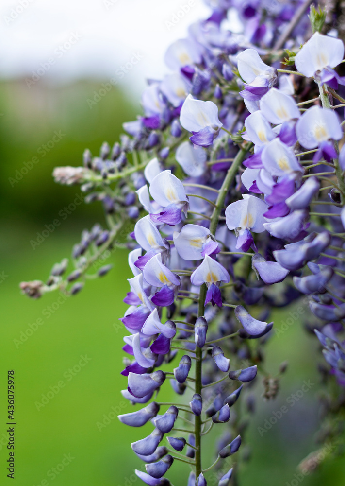 Beautiful wisteria flower