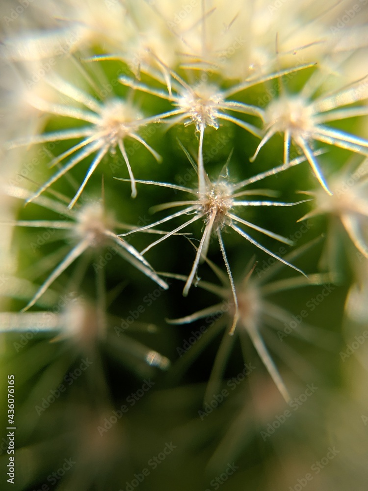 close up of cactus close up of cactus