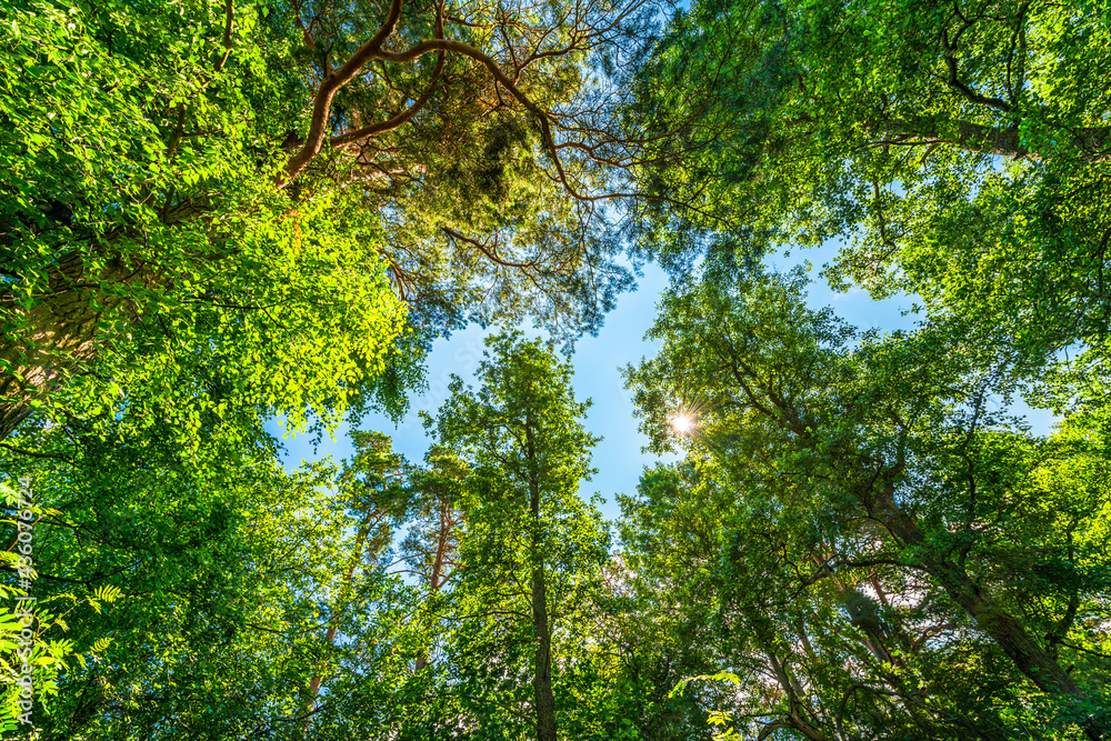 Fototapeta premium Variety crowns of the trees in the forest against the blue sky with clouds and sun