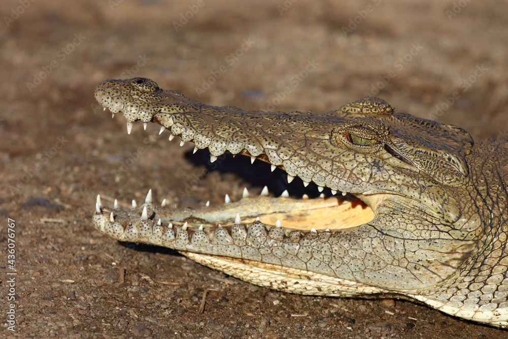 Obraz premium Nilkrokodil / Nile crocodile / Crocodylus niloticus