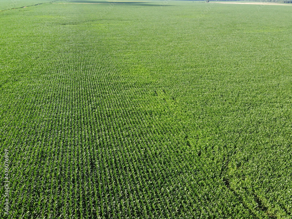 Extensive corn fields, top view. Green farm fields, landscape. Extensive corn fields, top view. Green farm fields, landscape.