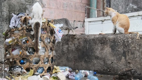 Stray cats eat rotten food from a dirty dumpster in poor Africa, Stone Town, Zanzibar. Lot of wild homeless sick and shabby cats looking for food on the city street. Hungry, battered sad cats, poverty photo