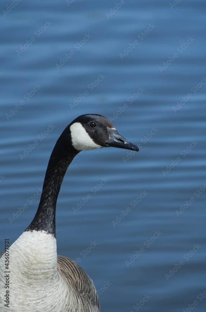 Canada Goose (Branta Canadensis) Swimming in the Water Canada Goose (Branta Canadensis) Swimming in the Water