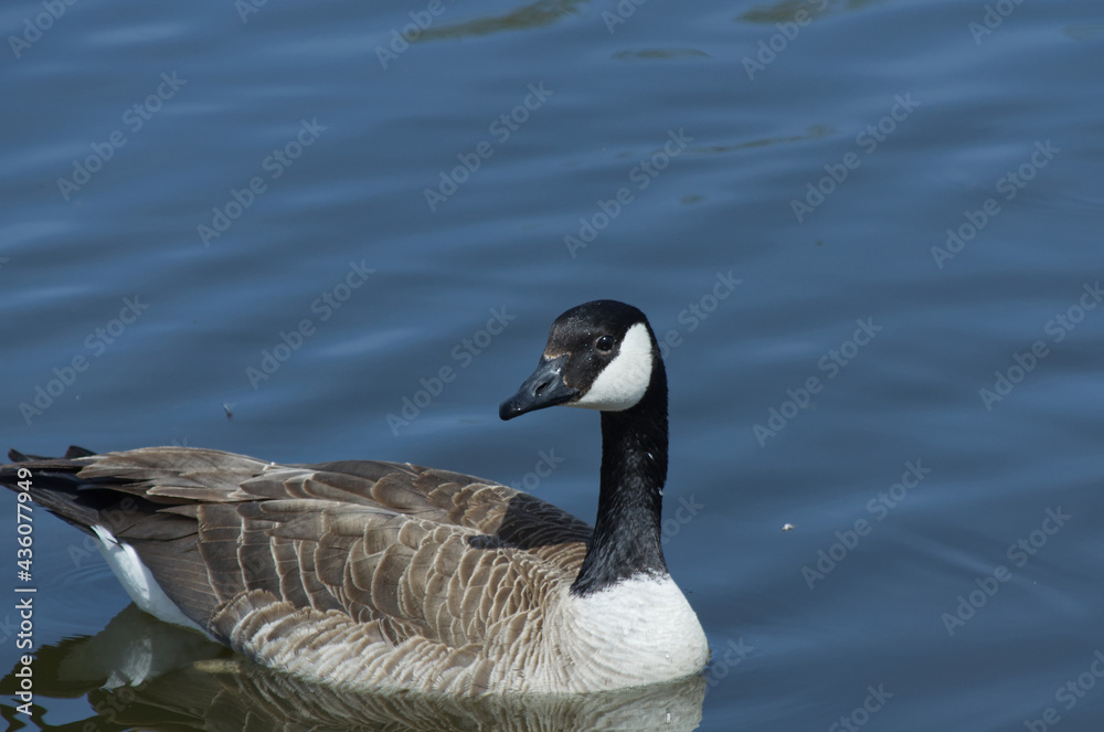Canada Goose (Branta Canadensis) Swimming in the Water Canada Goose (Branta Canadensis) Swimming in the Water