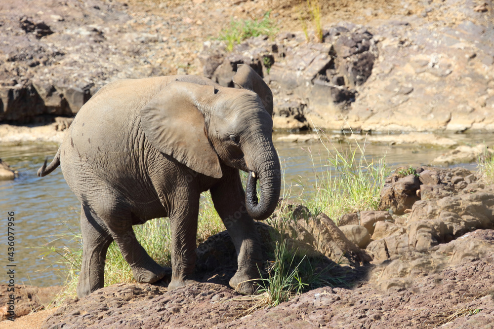 Afrikanischer Elefant / African elephant / Loxodonta africana... Afrikanischer Elefant / African elephant / Loxodonta africana...