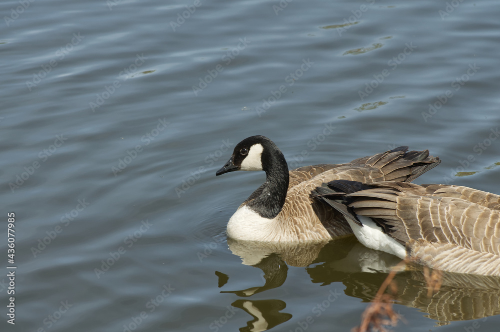 Canada Goose (Branta Canadensis) Swimming in the Water Canada Goose (Branta Canadensis) Swimming in the Water