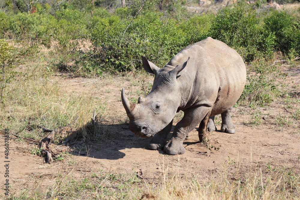 Breitmaulnashorn / Square-lipped rhinoceros / Ceratotherium Simum Breitmaulnashorn / Square-lipped rhinoceros / Ceratotherium Simum