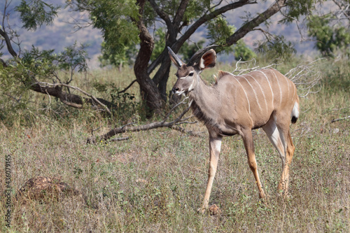 Gro  er Kudu   Greater kudu   Tragelaphus strepsiceros..