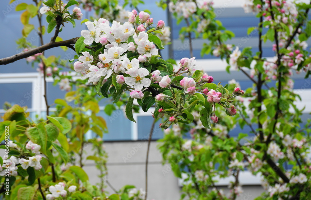 Beautiful and delicate apple flowers in the morning sun after rain close up. Apple blossom. Spring background. Beautiful and delicate apple flowers in the morning sun after rain close up. Apple blossom. Spring background.