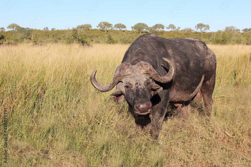 Kaffernbüffel / African buffalo / Syncerus caffer Kaffernbüffel / African buffalo / Syncerus caffer