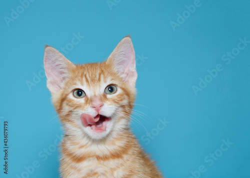 Fotografie Portrait of an orange tabby kitten looking at viewer, tongue out licking side of his mouth