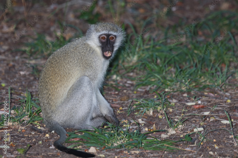 Grüne Meerkatze / Vervet monkey / Cercopithecus aethiops . Grüne Meerkatze / Vervet monkey / Cercopithecus aethiops .