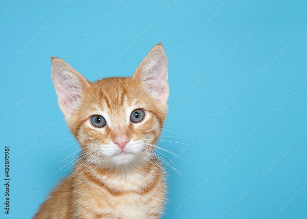 Portrait of an orange tabby kitten looking at viewer. Turquoise blue background with copy space.