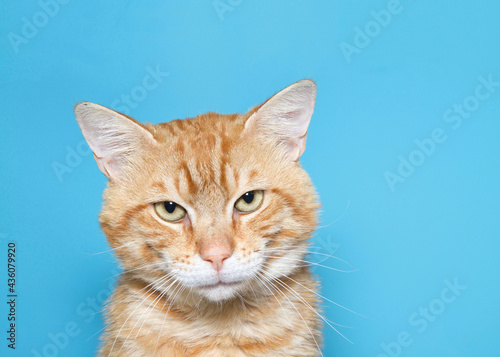 Adult orange and white ginger tabby cat looking at viewer, eyes squinting as if perturbed or upset or trying to focus visually. Turquoise blue background with copy space.