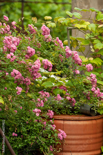 Wallpaper Mural 
big bush of pink roses Torontodigital.ca