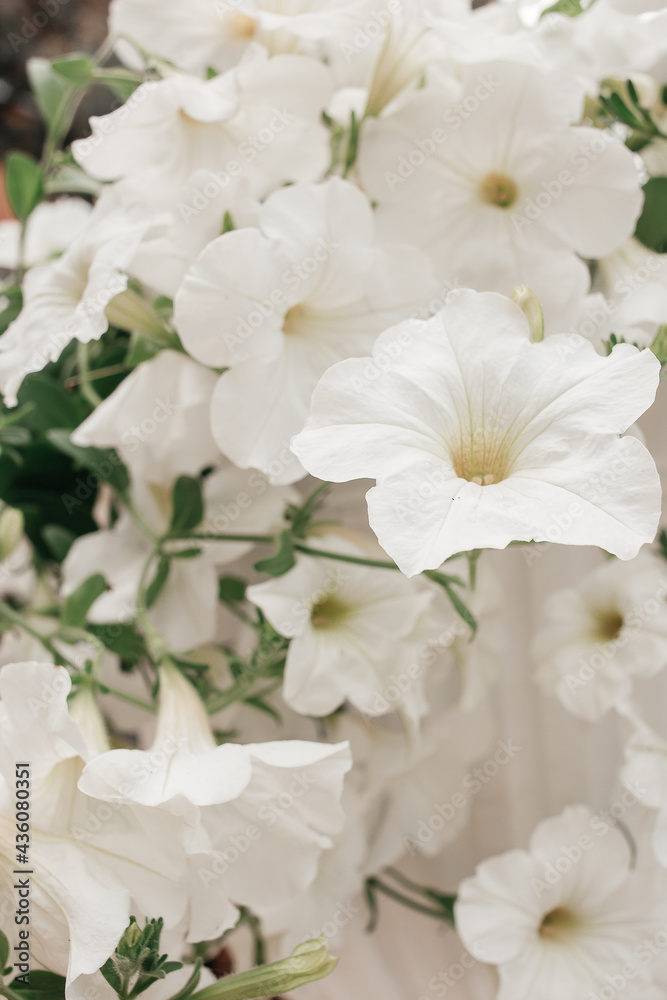 white flowers white flowers