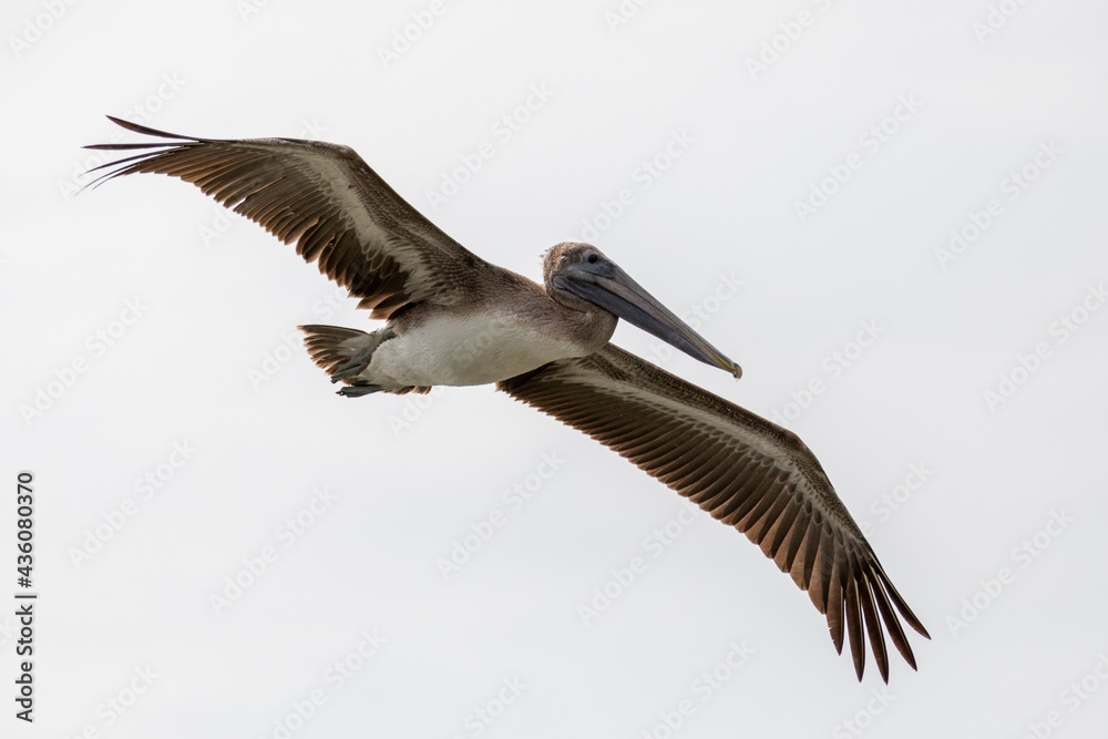 Fototapeta premium pelican in flight